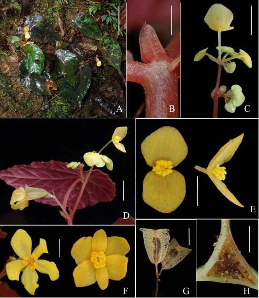 B. tjiasmantoi